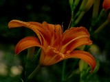 by Dianne Knoll