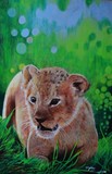 by d Mac'Carthy