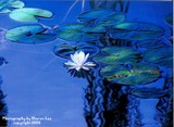 by Sharron Lee