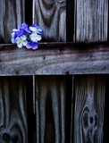 by Ashleigh Dempsey