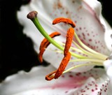 by Sharon Simmons