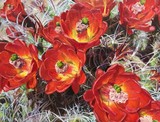 by Kathy Schoeppner