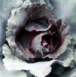 by Helmut Licht
