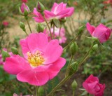 by Prashanth H J
