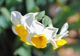 by Debra Kott