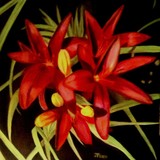 by Judy Petett