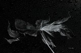 by Randi Grace Nilsberg