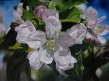 by Cene gál István