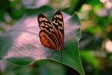 by Randy Schwanke