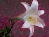 by Dawn Thibodeaux