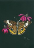by Anne Kelty