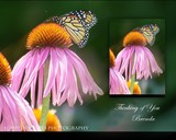 by DEE JOBES PHOTOGRAPHY