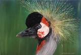 by Svetlana Ledneva-Schukina