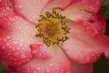 by Greg Summers
