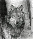 by Carla Kurt