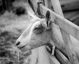 by Heidy brooks