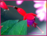 by Heli Aarniranta