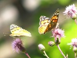 by Heli Aarniranta