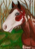 by Pam Litchfield