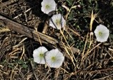 by Debra Kott