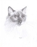 by Nicole Bayley