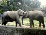 by anirban chandra pal