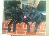 by Judy Petett