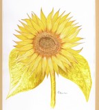 by Cathy Burton