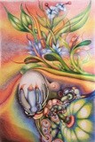 by  Drew