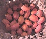 by Brenda Higgins