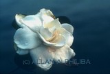 by Allan Philiba
