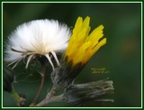 by Heli Aarniranta