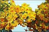 by Ropati Leaso-Cobb