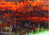by Sharron Lee