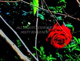 by Misty Bergener