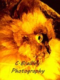 by Christen Bradley