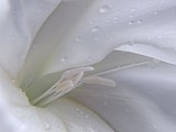 by Carol J. Hicks