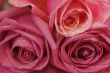 by Carol  Carron