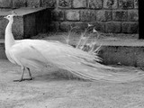 by Marie josé LAURIER
