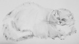 by Dana Koffenberger