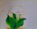 by Sara Radman yazar