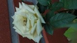 by Mihaela B