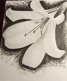 by Nicole  Biallas