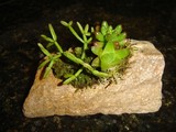 by Pedra Viva mini jardins