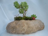 by Pedra Viva mini jardins