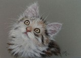by Clementine Blok