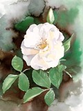 by Suresh Kumar Achari
