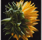 by Debbie Shirley