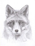 by Nicole Bayley