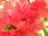 by Janet Dickinson